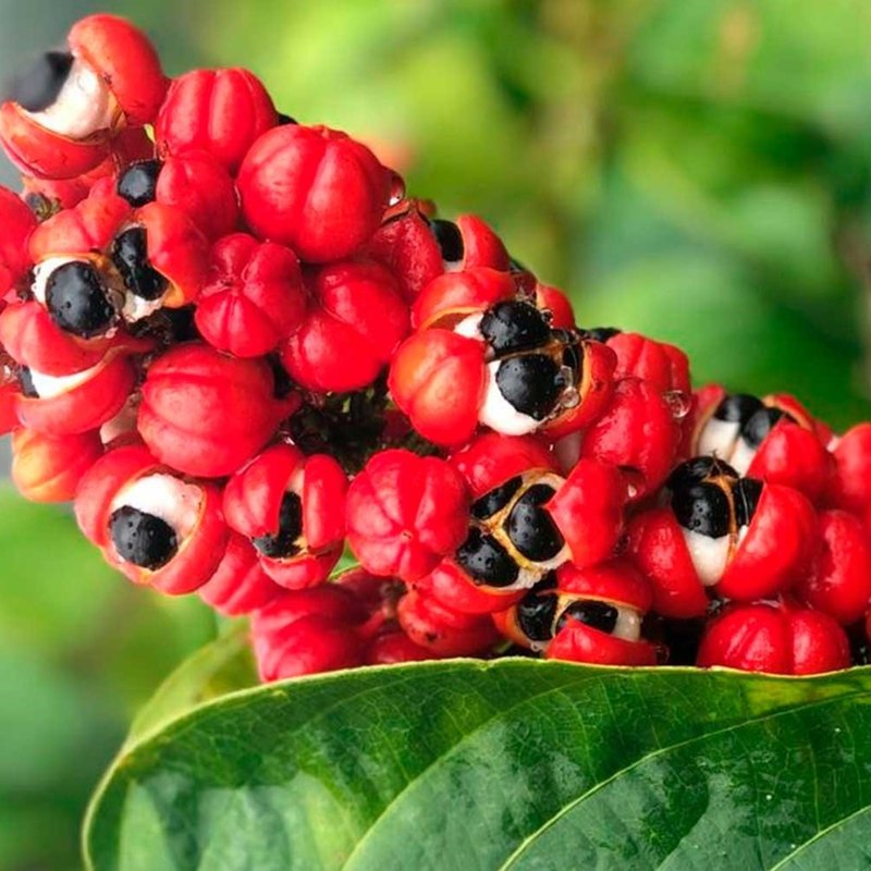 Frutos de guaraná en la planta