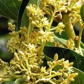 Flores de muira puama