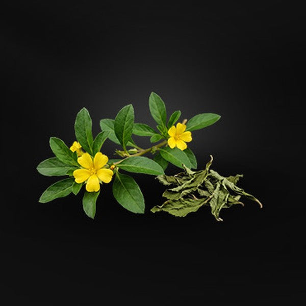 Ramas y flores de damiana