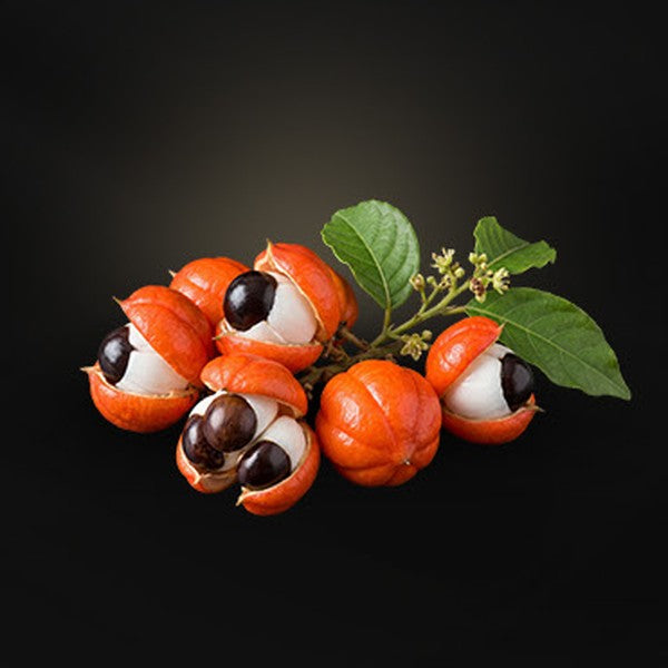 Frutos de guaraná en la planta